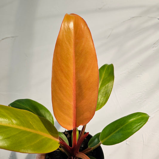 Sun Red (Philodendron Selloum Hybrid) in a 4 inch pot. Indoor plant for sale by Promise Supply for delivery and pickup in Toronto