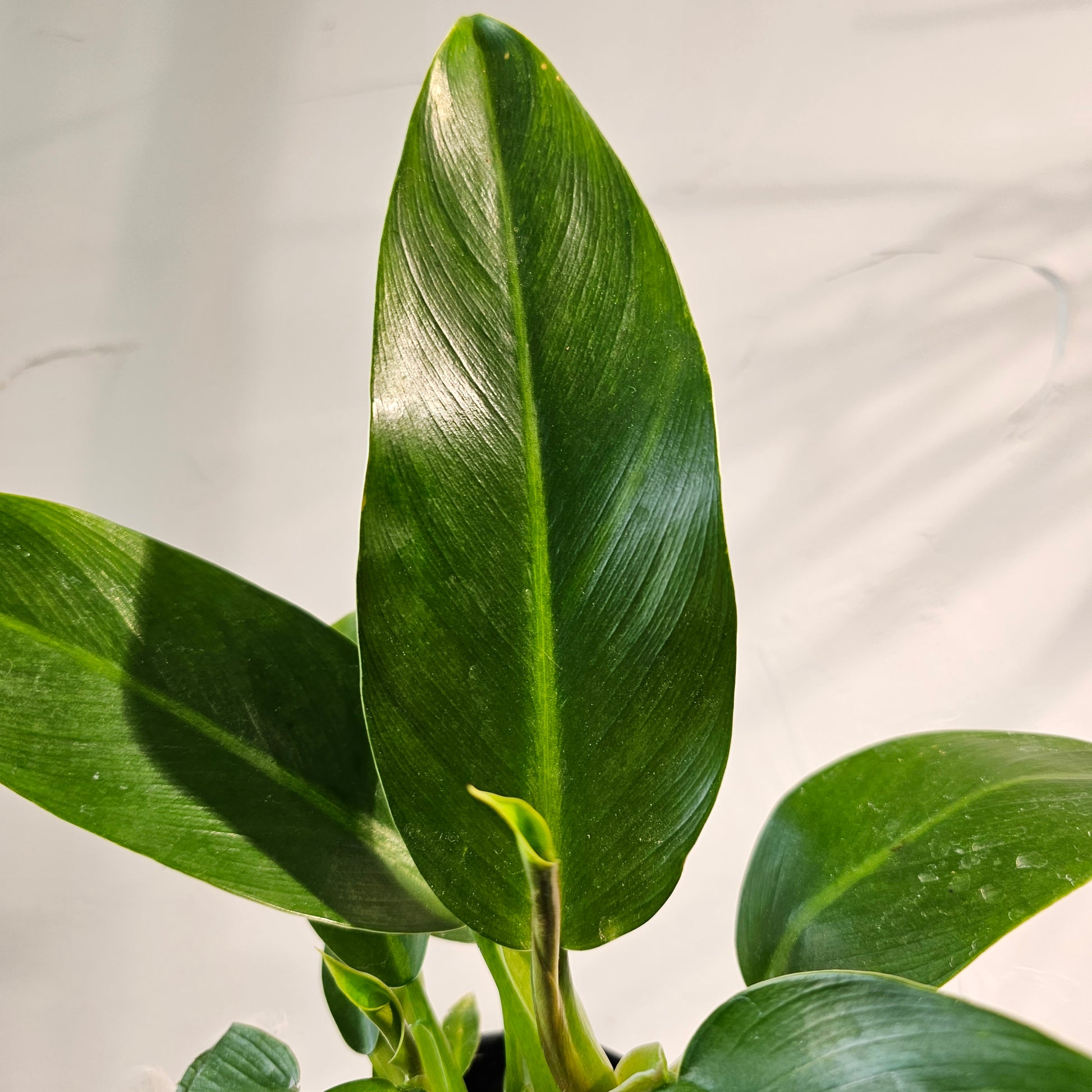 philodendron wendlandii 2 Birdnest Philodendron Wendlandii - 4" Pot