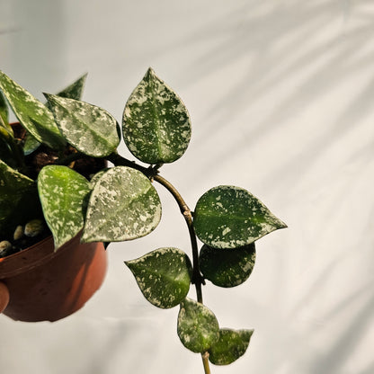 Splash Heart Leaf Hoya (Hoya krohniana) in a 3 inch pot. Indoor plant for sale by Promise Supply for delivery and pickup in Toronto