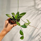 Hoya (Hoya Crassipetiolata) in a 3 inch pot. Indoor plant for sale by Promise Supply for delivery and pickup in Toronto