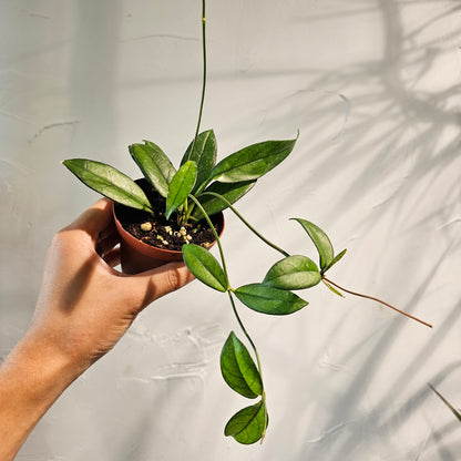 Hoya (Hoya Crassipetiolata) in a 3 inch pot. Indoor plant for sale by Promise Supply for delivery and pickup in Toronto