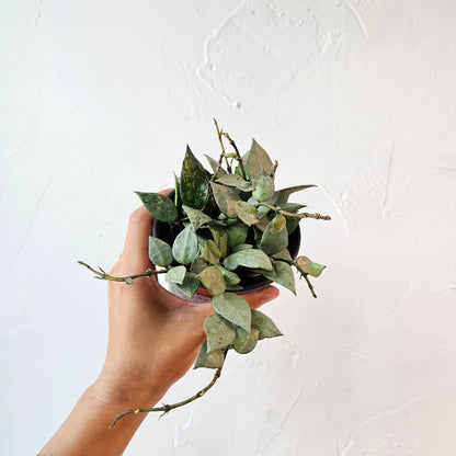 Silver Heart Leaf Hoya (Hoya krohniana) in a 4 inch pot. Indoor plant for sale by Promise Supply for delivery and pickup in Toronto