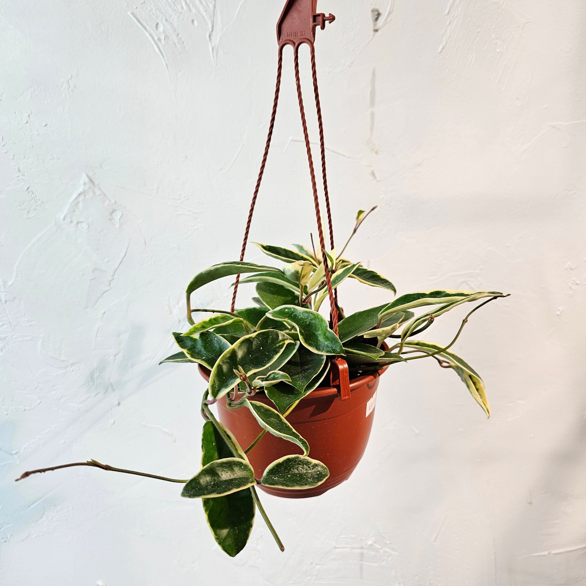 Variegated Wax Plant (Hoya carnosa) in a 6 inch pot. Indoor plant for sale by Promise Supply for delivery and pickup in Toronto