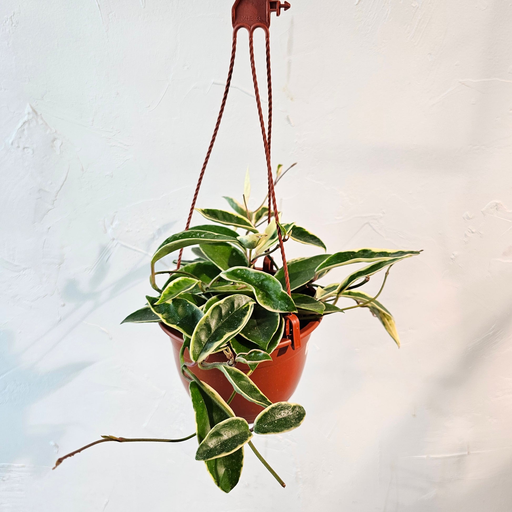 hanging wax plant Krimson Queen Wax Plant: Hoya - 6" Pot