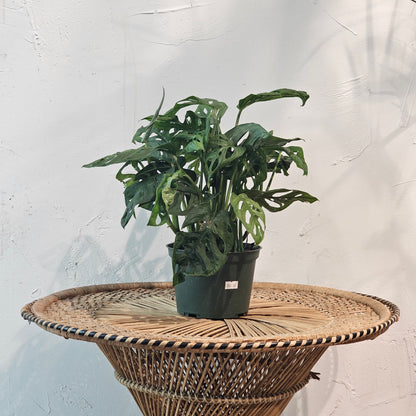 Swiss Cheese Monstera (Monstera adansonii) in a 6 inch pot. Indoor plant for sale by Promise Supply for delivery and pickup in Toronto