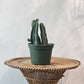 Assorted Cactus (Cactus) in a 8 inch pot. Indoor plant for sale by Promise Supply for delivery and pickup in Toronto