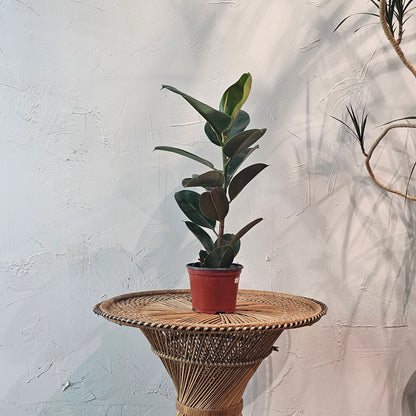 Green Rubber Plant (Ficus elastica) in a 6 inch pot. Indoor plant for sale by Promise Supply for delivery and pickup in Toronto