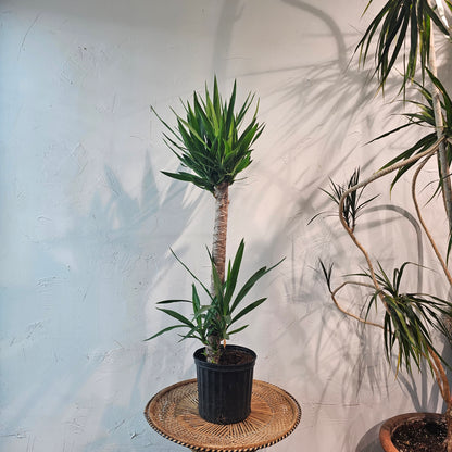 Yucca Staggered (Yucca gigantea) in a 10 inch pot. Indoor plant for sale by Promise Supply for delivery and pickup in Toronto