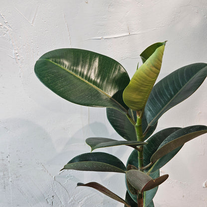 Green Rubber Plant (Ficus elastica 'Robusta') in a 6 inch pot. Indoor plant for sale by Promise Supply for delivery and pickup in Toronto