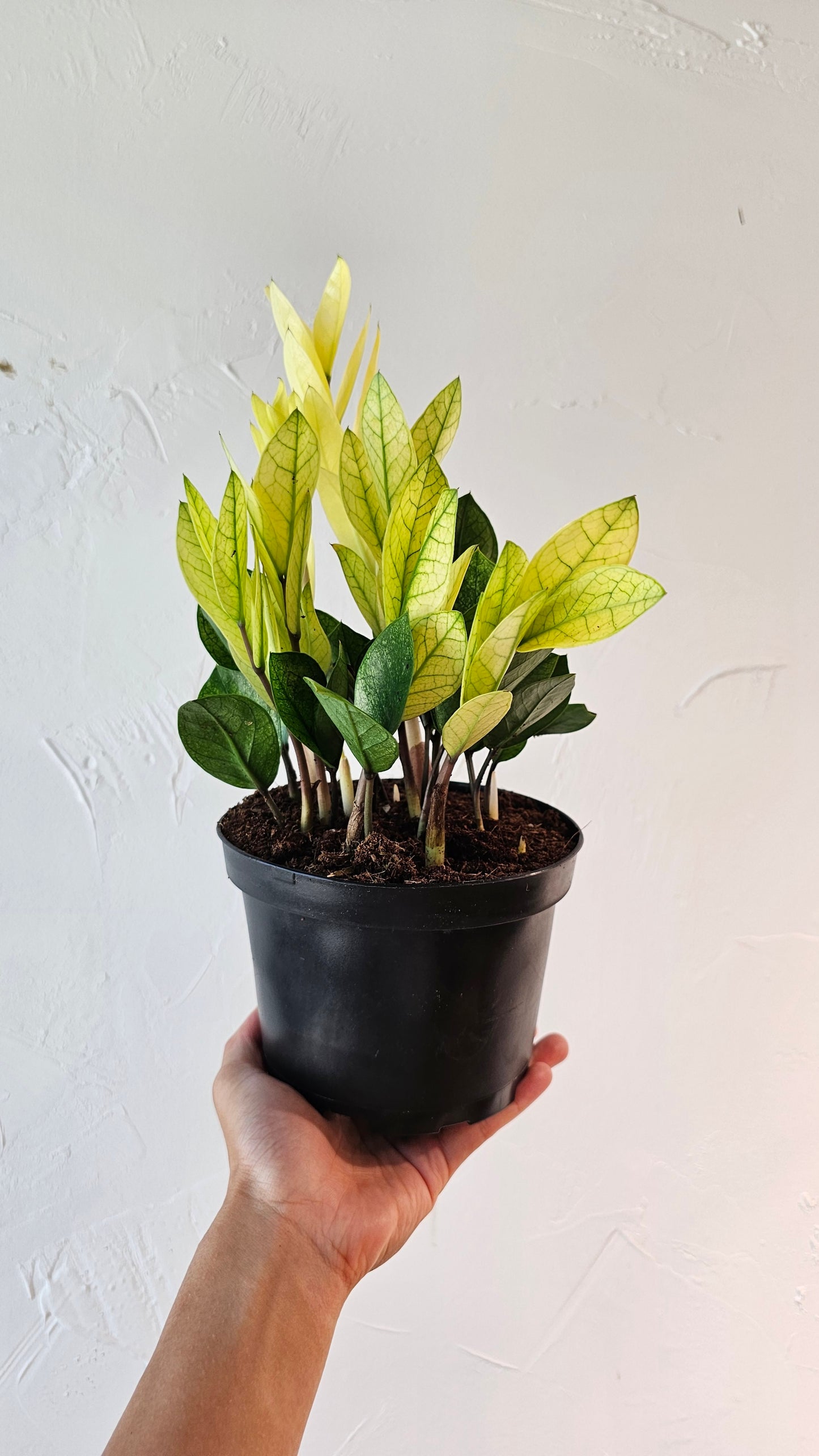 Chameleon ZZ Plant (Zamioculcas zamiifolia) in a 6 inch pot. Indoor plant for sale by Promise Supply for delivery and pickup in Toronto