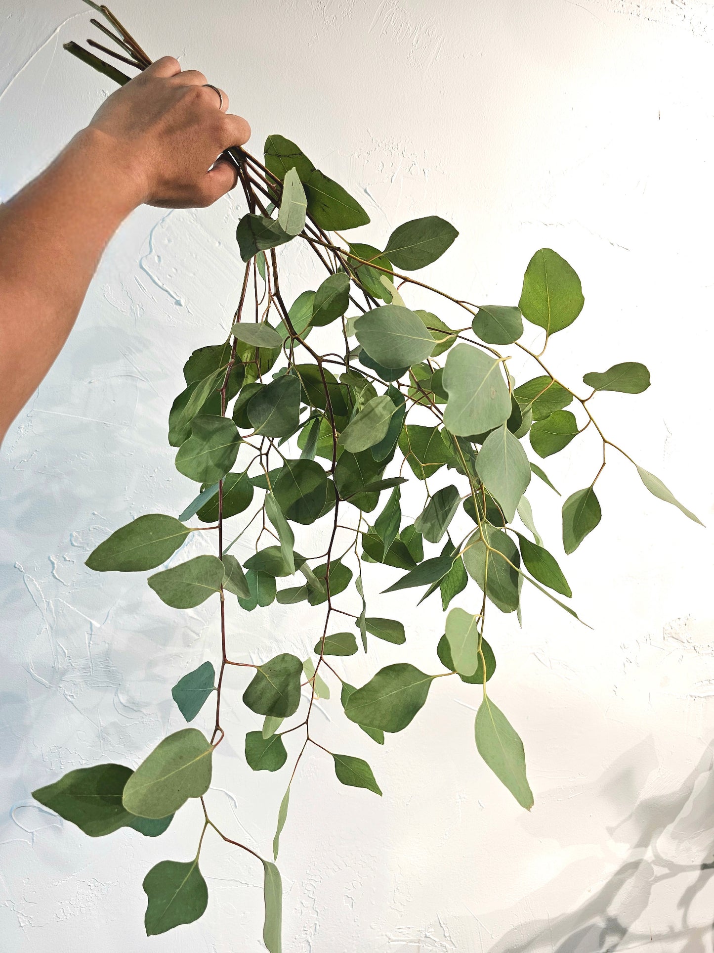 Eucalyptus Bundle - Silver Dollar (4-5 stems)