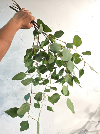 Eucalyptus Bundle - Silver Dollar (4-5 stems)