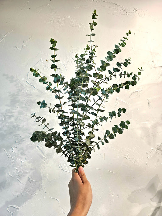 Eucalyptus Bundle - Baby Eucalyptus (3-4 stems)