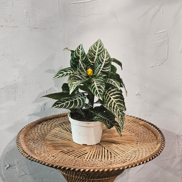 Zebra Plant: Aphelandra - 6