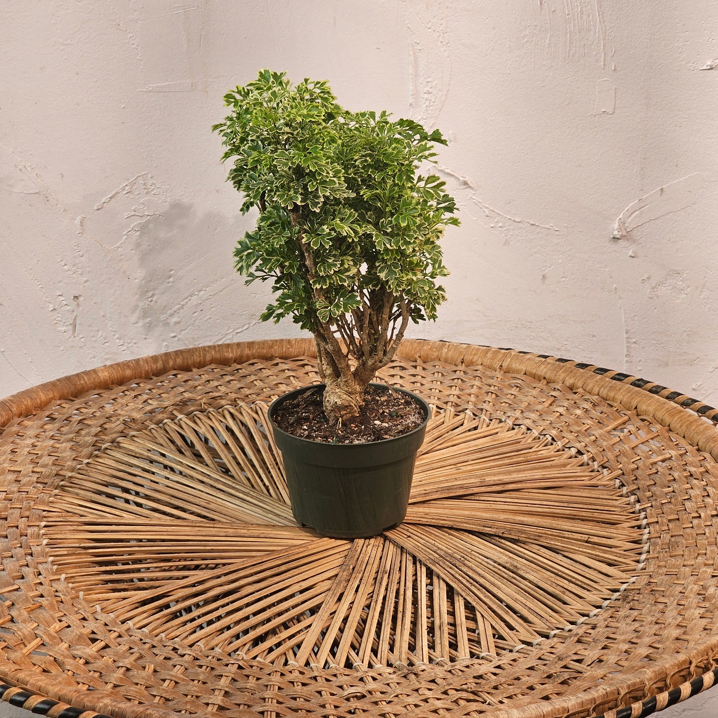 Snowflake Aralia Bonsai (Polyscias fruticosa) in a 4 inch pot. Indoor plant for sale by Promise Supply for delivery and pickup in Toronto