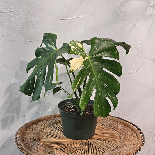 Variegated Monstera (Monstera deliciosa 'Thai Constellation') in a 8 inch pot. Indoor plant for sale by Promise Supply for delivery and pickup in Toronto