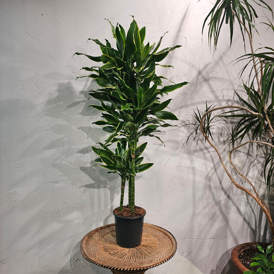 Corn Plant (Dracaena fragrans) in a 8 inch pot. Indoor plant for sale by Promise Supply for delivery and pickup in Toronto