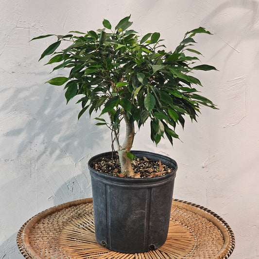 Weeping Fig Bonsai: Ficus Benjamina - 10 inch pot