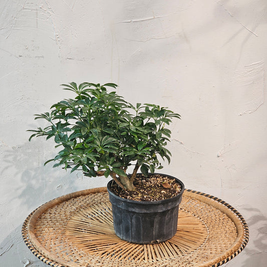 Umbrella Tree Bonsai: Schefflera Arboricola - 8 inch pot