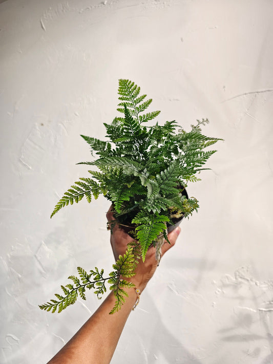 Rabbit's Foot Fern (Davallia fejeensis) in a 5 inch pot. Indoor plant for sale by Promise Supply for delivery and pickup in Toronto