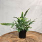 Blue Star Fern (Phlebodium aureum) in a 5 inch pot. Indoor plant for sale by Promise Supply for delivery and pickup in Toronto