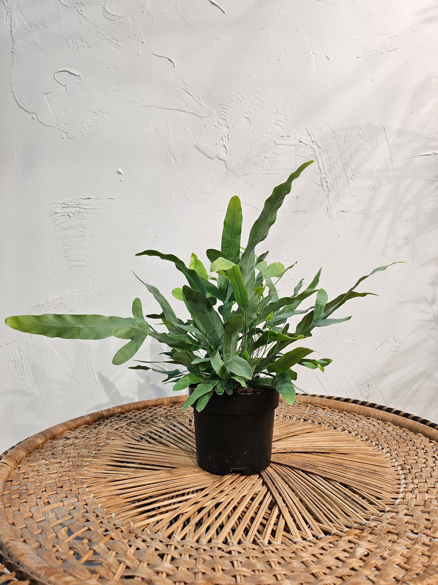 Blue Star Fern (Phlebodium aureum) in a 5 inch pot. Indoor plant for sale by Promise Supply for delivery and pickup in Toronto
