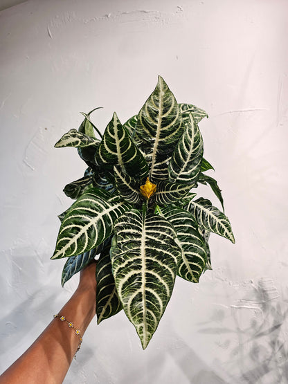 Zebra Plant (Aphelandra) in a 6 inch pot. Indoor plant for sale by Promise Supply for delivery and pickup in Toronto