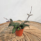 Variegated Hoya, Tropical Wax Vine (Hoya rosita) in a 3 inch pot. Indoor plant for sale by Promise Supply for delivery and pickup in Toronto