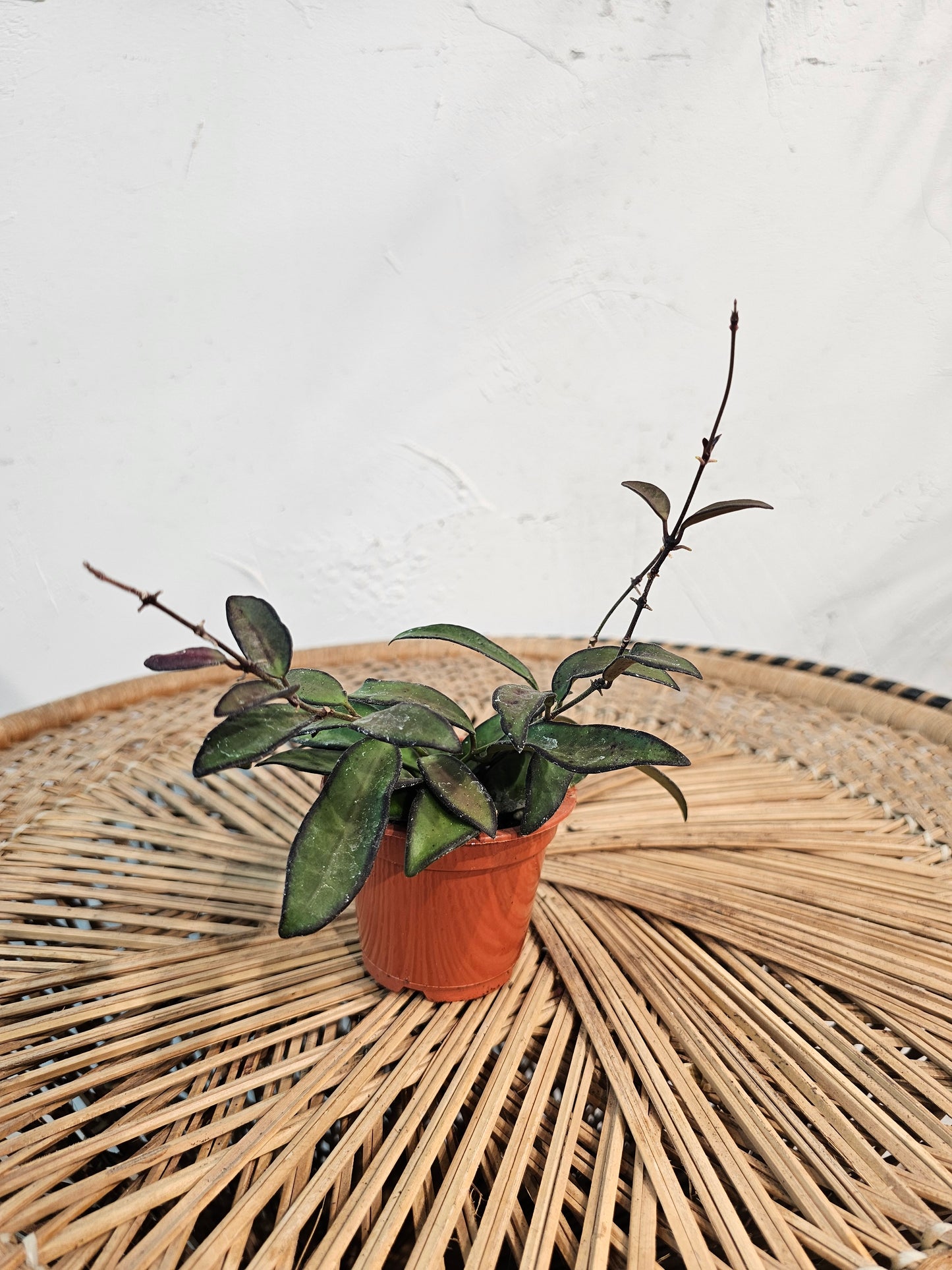 Variegated Hoya, Tropical Wax Vine (Hoya rosita) in a 3 inch pot. Indoor plant for sale by Promise Supply for delivery and pickup in Toronto