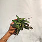 Rosita Wax Vine (Hoya rosita) in a 3 inch pot. Indoor plant for sale by Promise Supply for delivery and pickup in Toronto