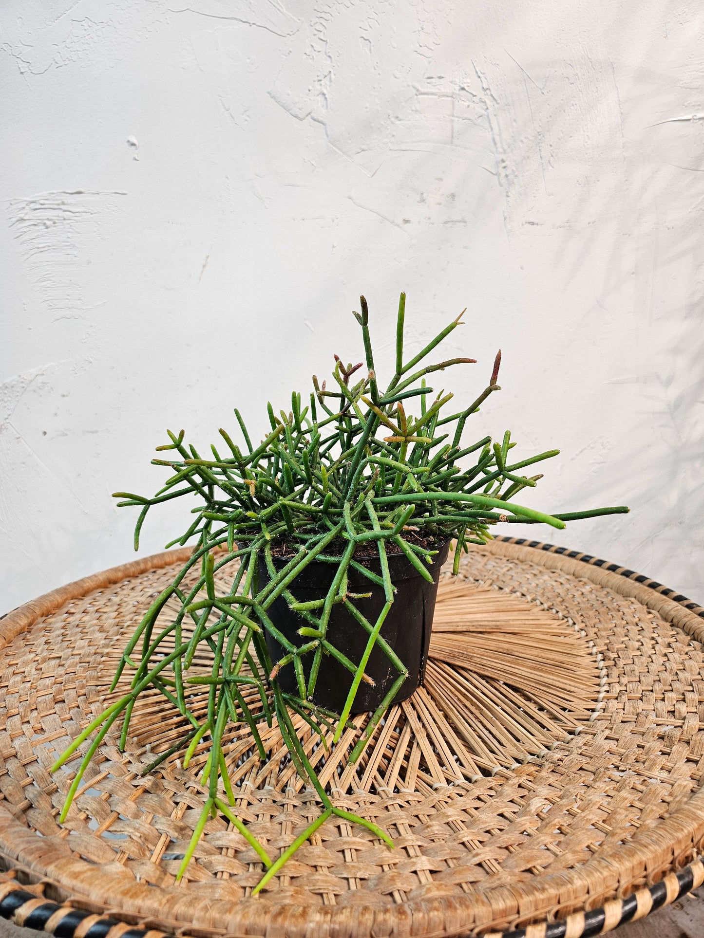 Trailing Cactus (Rhipsalis) in a 6 inch pot. Indoor plant for sale by Promise Supply for delivery and pickup in Toronto