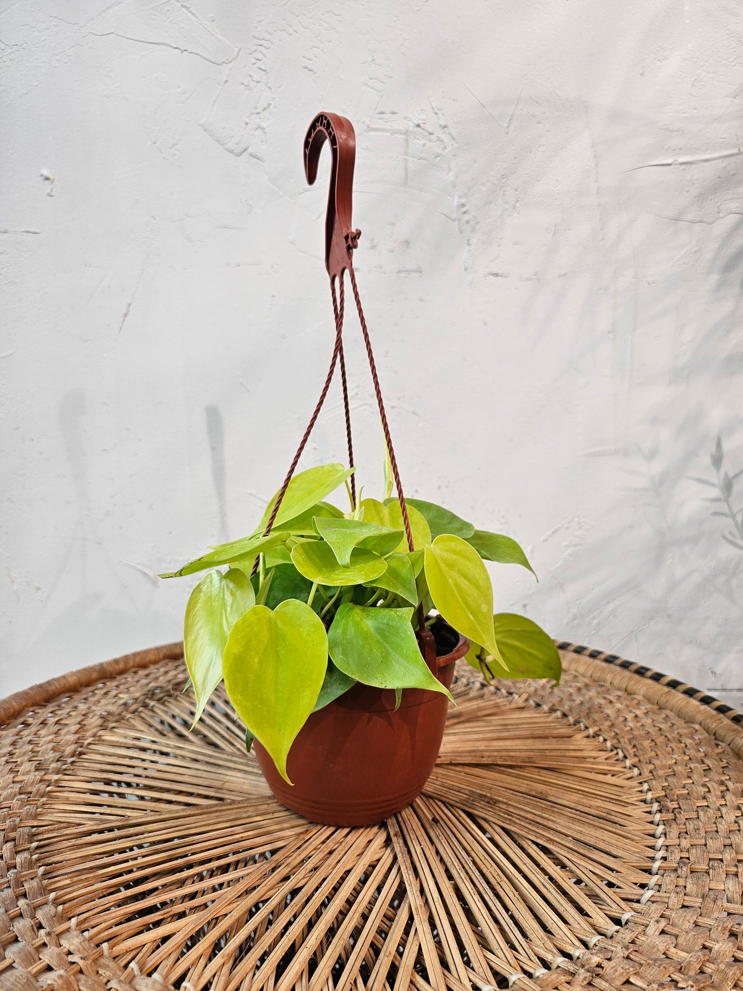 Heart Leaf Philo (Philodendron cordatum) in a 6 inch pot. Indoor plant for sale by Promise Supply for delivery and pickup in Toronto