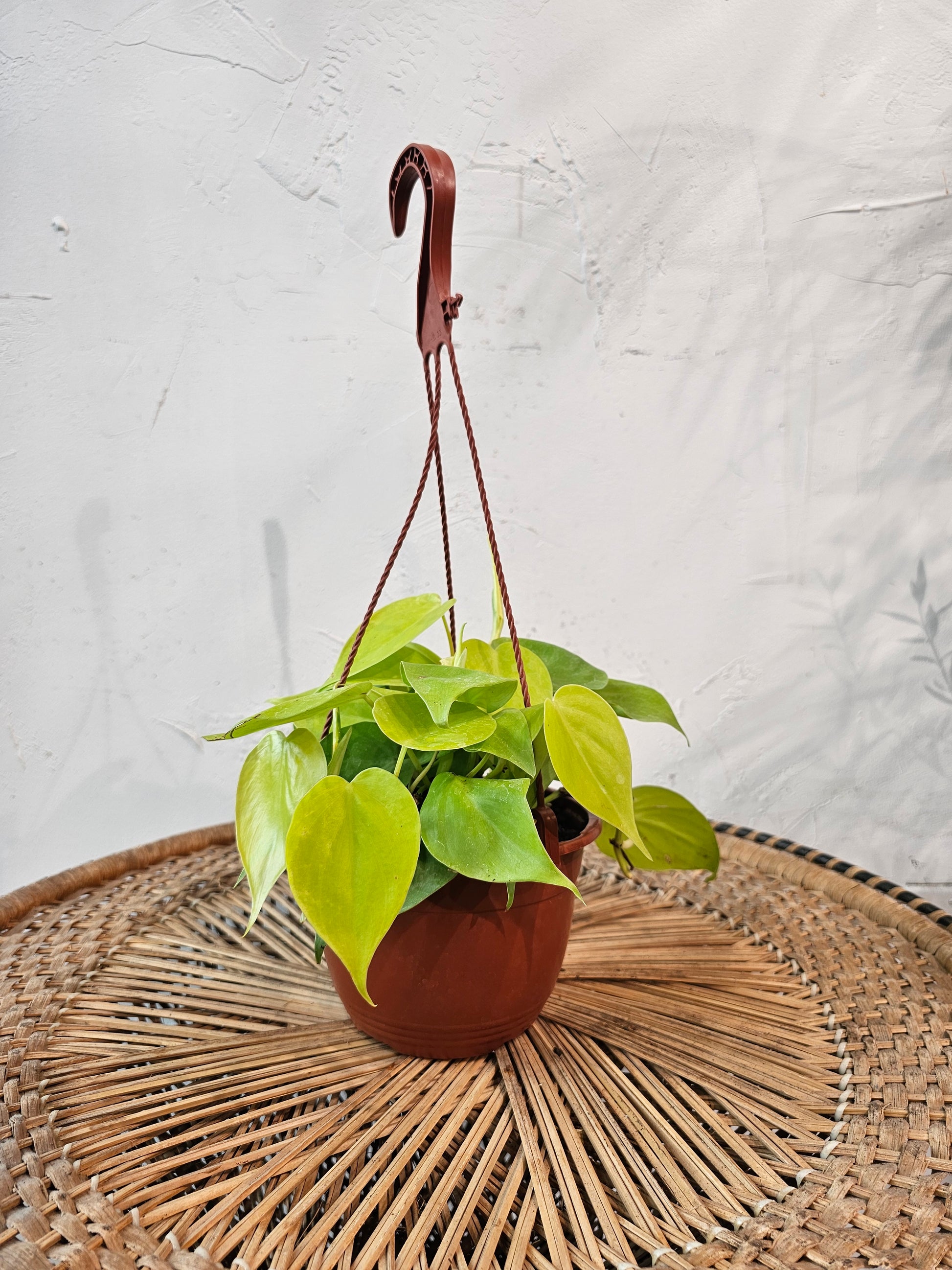 heart leaf philodendron hanging indoors Lemon Heart Leaf Philodendron - 6" Pot
