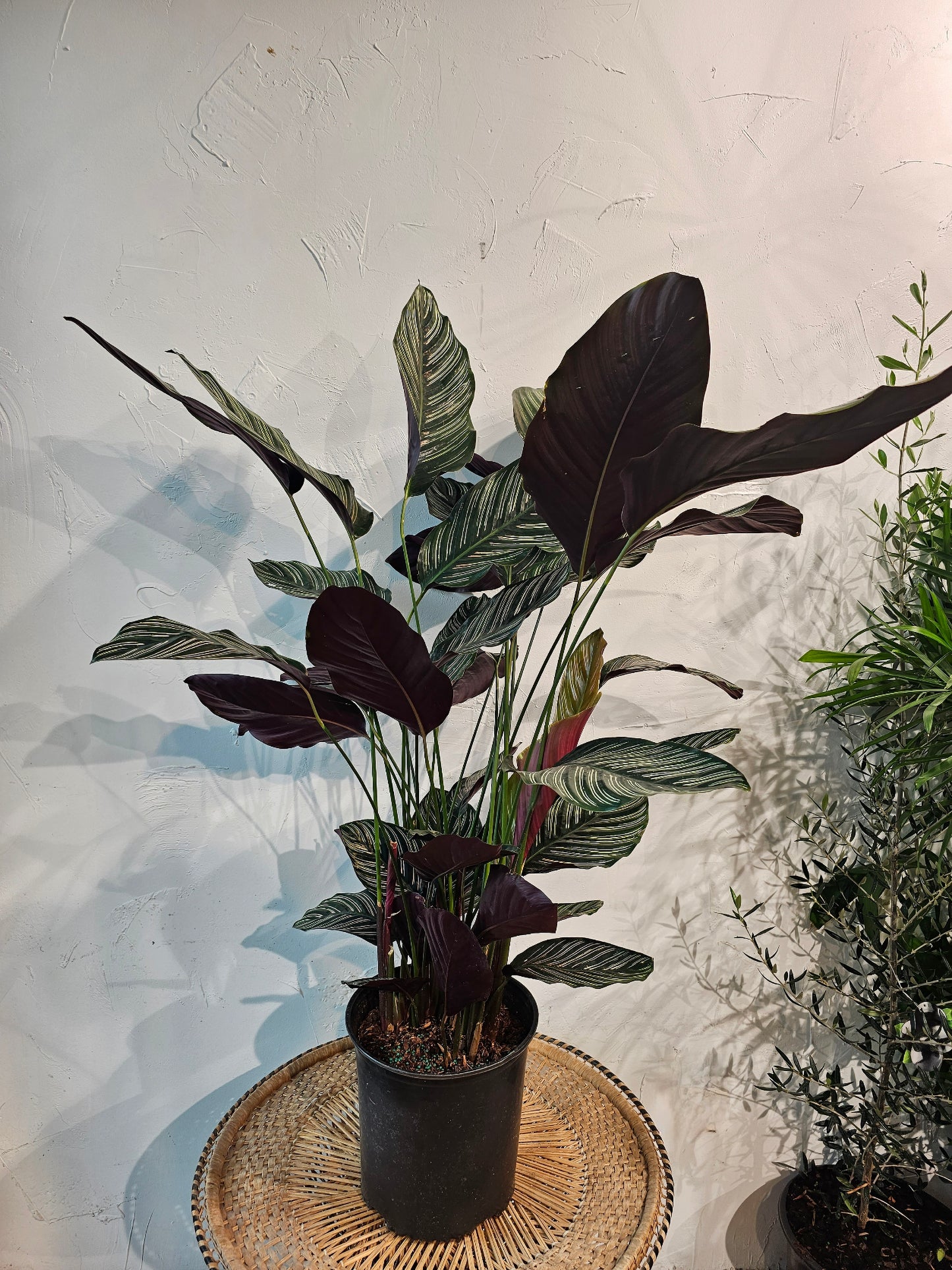 Pinstripe Calathea (Goeppertia ornata) in a 10 inch pot. Indoor plant for sale by Promise Supply for delivery and pickup in Toronto