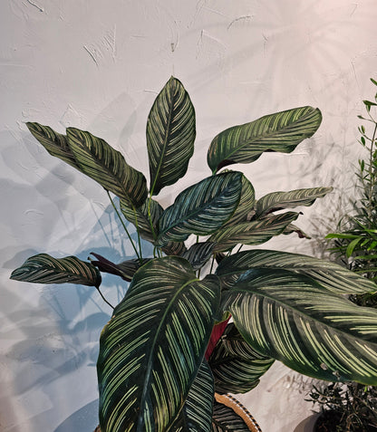 Pinstripe Calathea (Goeppertia ornata) in a 10 inch pot. Indoor plant for sale by Promise Supply for delivery and pickup in Toronto