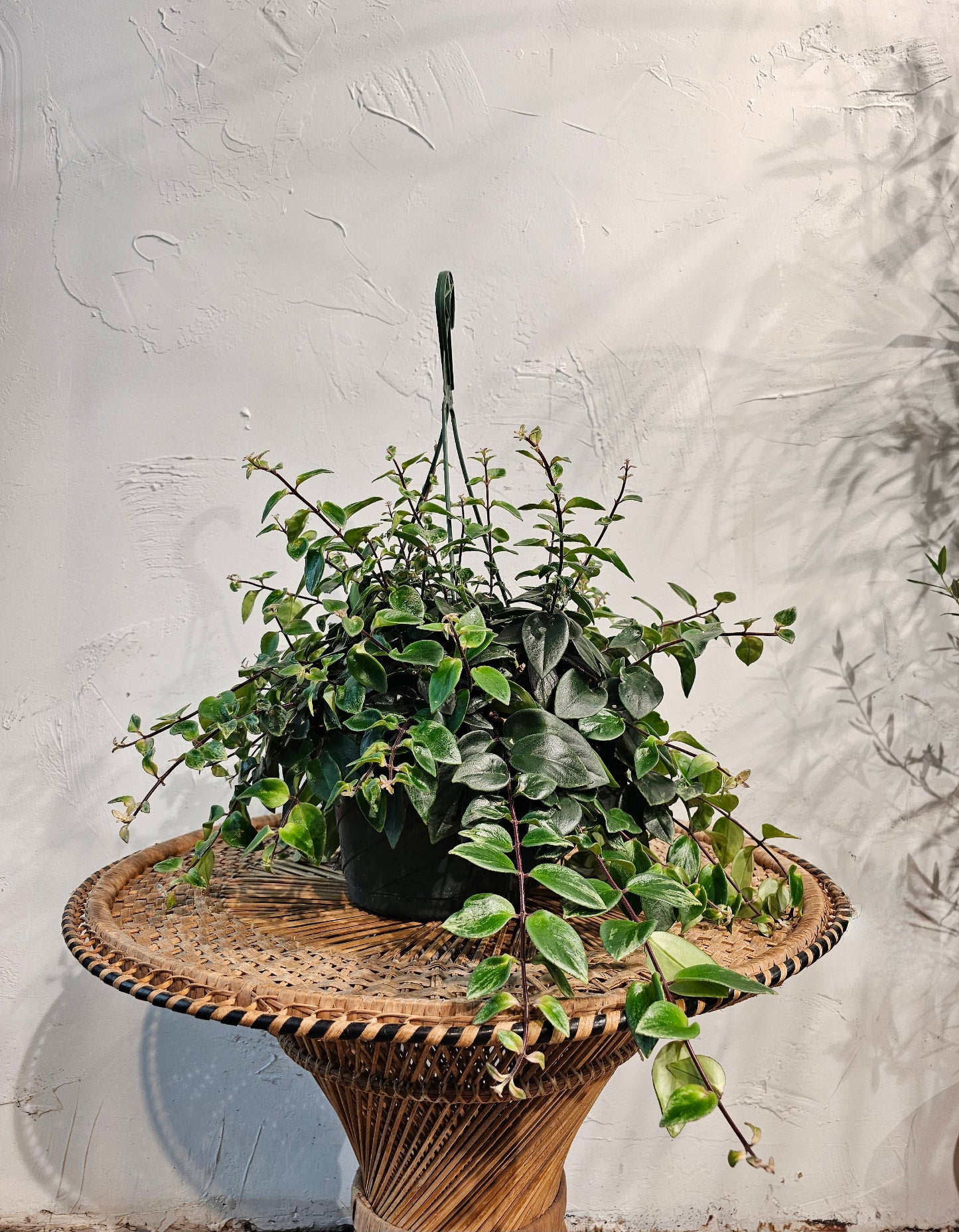 Variegated Lipstick Vine (Aeschynanthus lobbianus) in a 8 inch pot. Indoor plant for sale by Promise Supply for delivery and pickup in Toronto