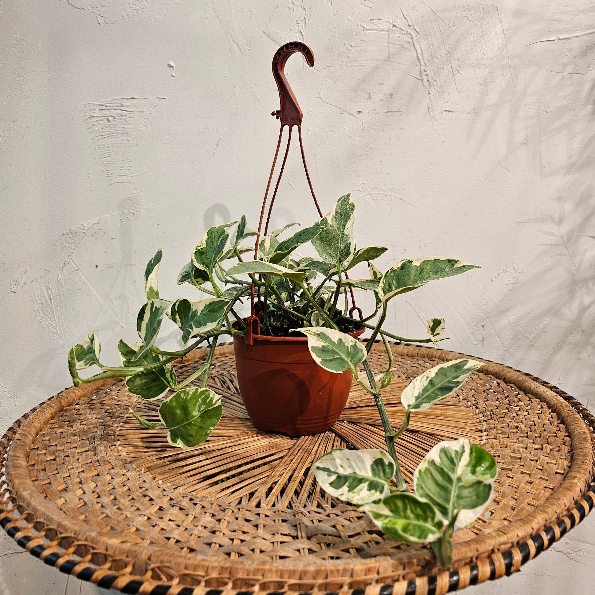 jade plant hanging basket Pearls And Jade Pothos: Epipremnum - 6" Pot