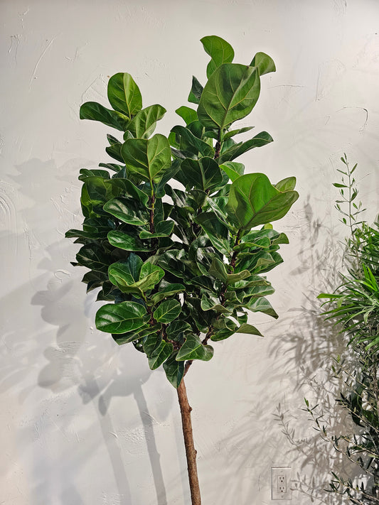Small Leaf Fiddle Leaf Fig (Ficus lyrata 'Bambino') in a 12 inch pot. Indoor plant for sale by Promise Supply for delivery and pickup in Toronto