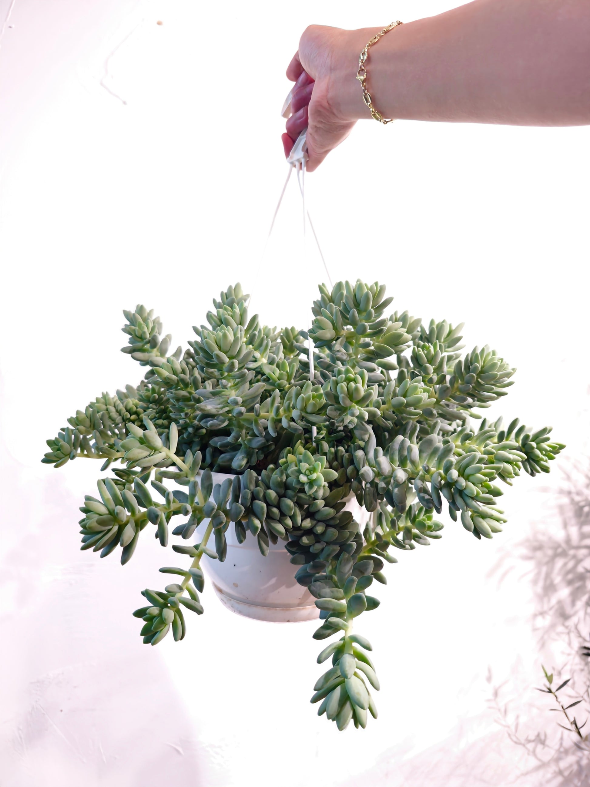 Burro's Tail (Sedum morganianum) in a 8 inch pot. Indoor plant for sale by Promise Supply for delivery and pickup in Toronto