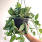Sterling Silver Pothos (Scindapsus treubii 'Moonlight') in a 8 inch pot. Indoor plant for sale by Promise Supply for delivery and pickup in Toronto