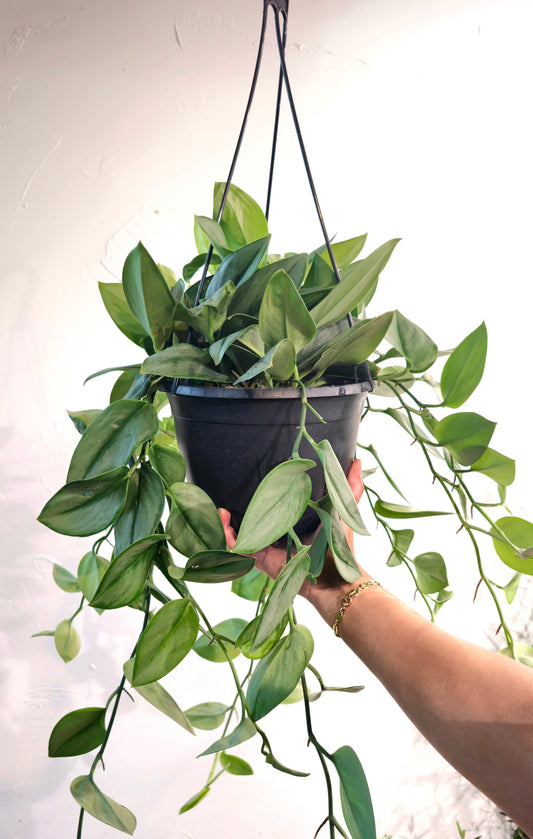 Sterling Silver Pothos (Scindapsus treubii 'Moonlight') in a 8 inch pot. Indoor plant for sale by Promise Supply for delivery and pickup in Toronto