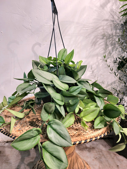 treubii pothos Moonlight Sterling Scindapsus - 8" Pot