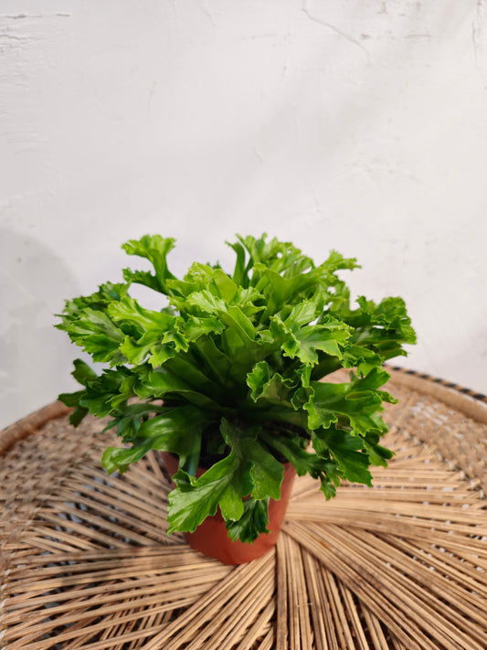 Crested Japanese Bird's Nest Fern (Aspienium antiquum) in a 5 inch pot. Indoor plant for sale by Promise Supply for delivery and pickup in Toronto