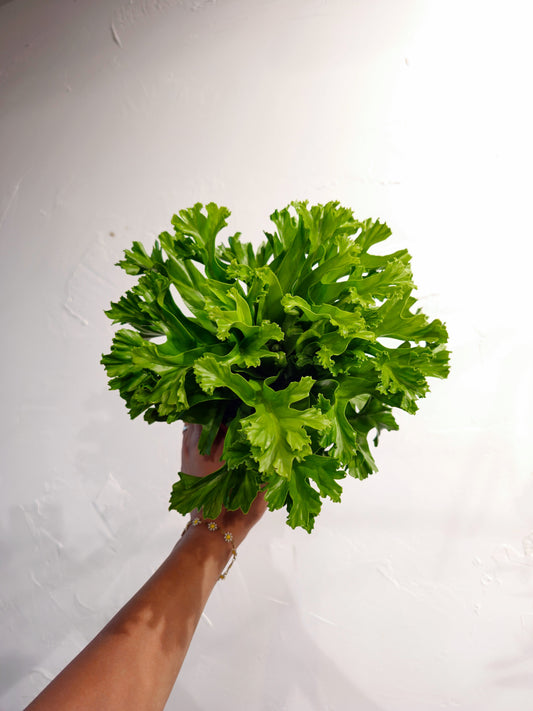 Crested Japanese Bird's Nest Fern (Aspienium antiquum) in a 5 inch pot. Indoor plant for sale by Promise Supply for delivery and pickup in Toronto
