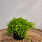 Club Moss (Lycopodium clavatum) in a 5 inch pot. Indoor plant for sale by Promise Supply for delivery and pickup in Toronto