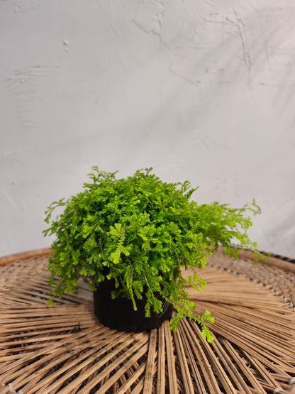 Club Moss (Lycopodium clavatum) in a 5 inch pot. Indoor plant for sale by Promise Supply for delivery and pickup in Toronto