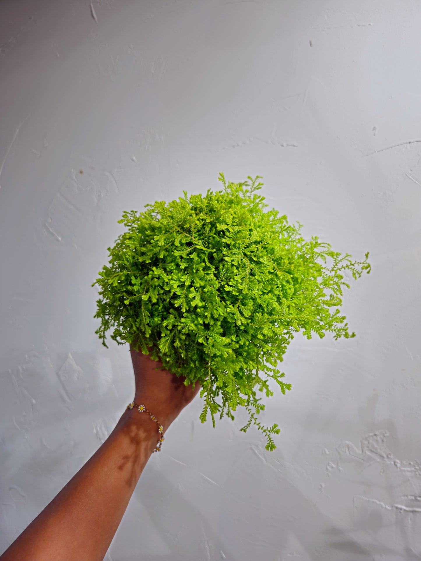 Club Moss (Lycopodium clavatum) in a 5 inch pot. Indoor plant for sale by Promise Supply for delivery and pickup in Toronto