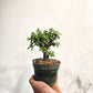 Elephant Jade (Portulacaria afra) in a 4 inch pot. Indoor plant for sale by Promise Supply for delivery and pickup in Toronto