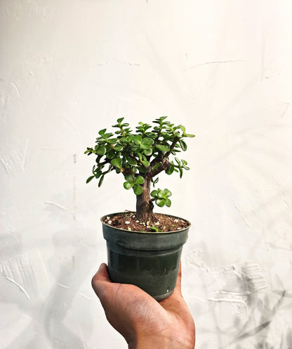 Elephant Jade (Portulacaria afra) in a 4 inch pot. Indoor plant for sale by Promise Supply for delivery and pickup in Toronto