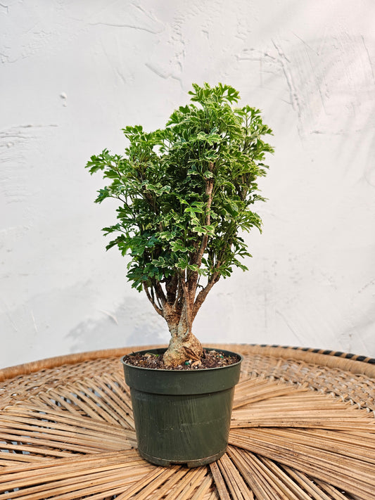 Snowflake Aralia Bonsai (Polyscias fruticosa) in a 4 inch pot. Indoor plant for sale by Promise Supply for delivery and pickup in Toronto